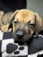 Colossus , a male Cane Corso and Golden Retriever for sale in Chesapeake, VA – 3 of 3