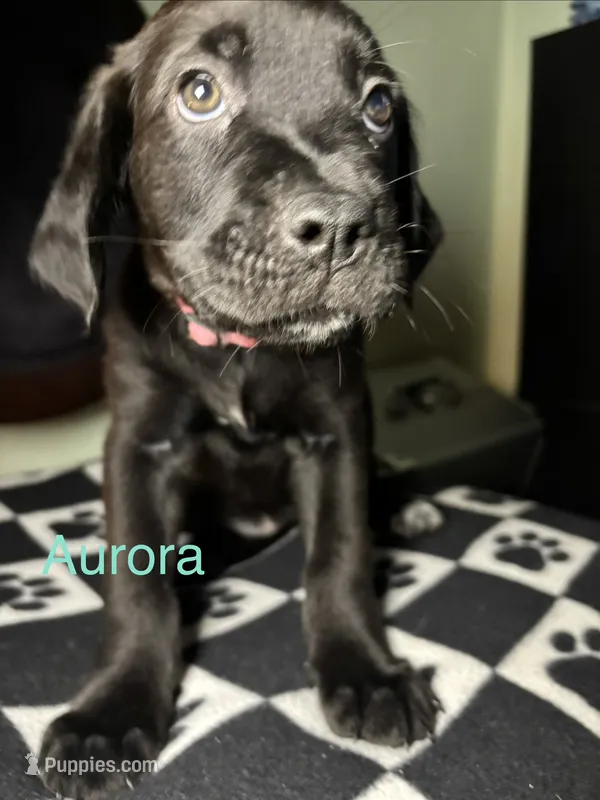 Aurora  – Cane Corso, Golden Retriever puppy for sale in Chesapeake, VA