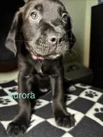 Aurora , a female Cane Corso and Golden Retriever for sale in Chesapeake, VA – 1 of 3