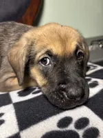 Sapphire , a female Cane Corso and Golden Retriever for sale in Chesapeake, VA – 3 of 3