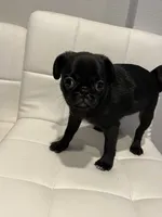 Female 1, a female Pug for sale in McKinney, TX – 2 of 3