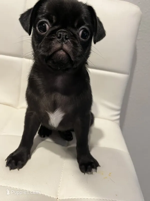 Female 1 – Pug puppy for sale in McKinney, TX