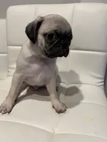 Male 1, a male Pug for sale in McKinney, TX – 2 of 3