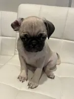 Male 1, a male Pug for sale in McKinney, TX – 3 of 3