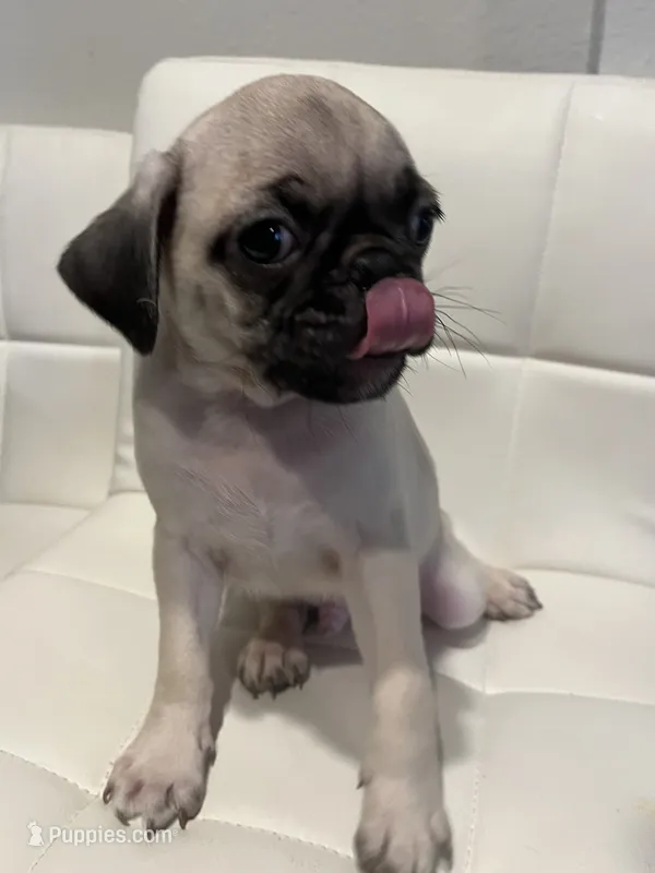 Male 1 – Pug puppy for sale in McKinney, TX