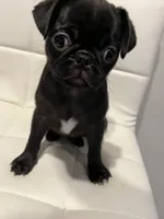 Romini, a female Pug for sale in McKinney, TX – 5 of 5
