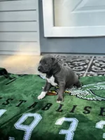 Junior, a male American Staffordshire Terrier for sale in Atco, NJ – 1 of 5