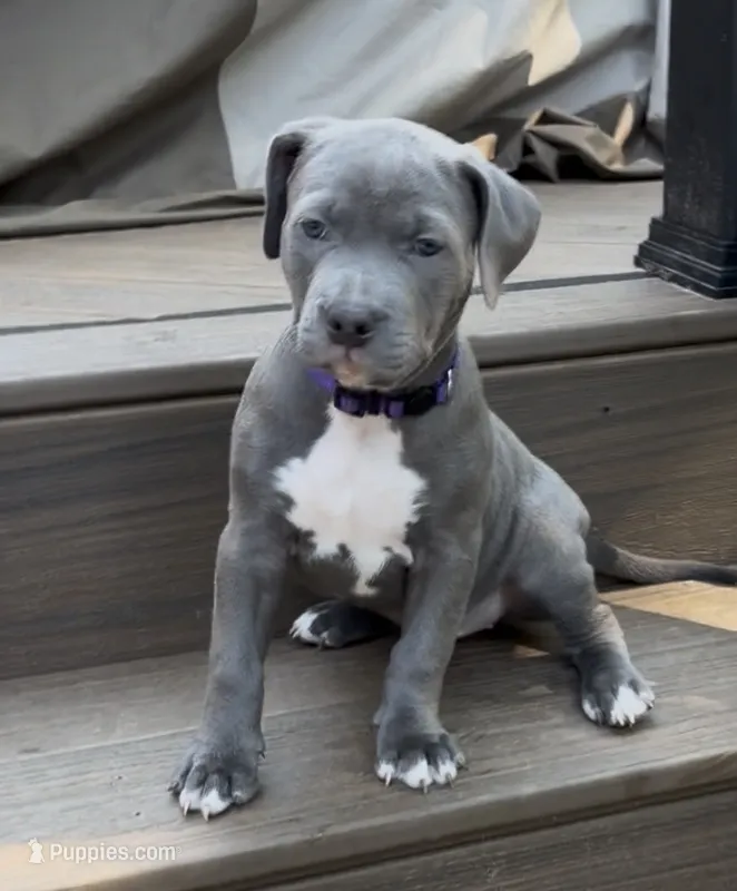 Josephine – American Staffordshire Terrier puppy for sale in Atco, NJ