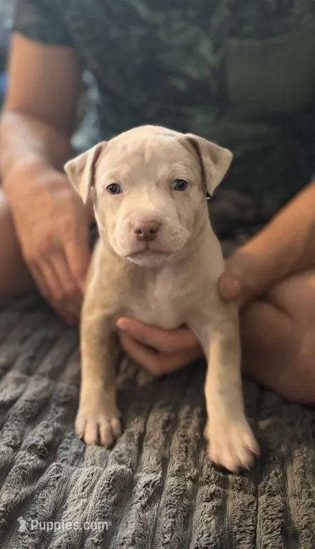 Porkchop – American Staffordshire Terrier puppy for sale in Atco, NJ
