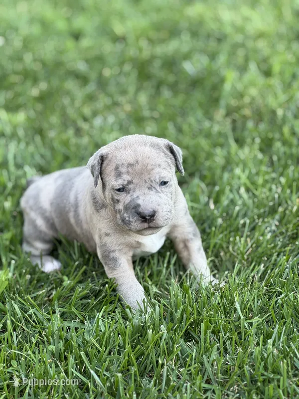 Marley – American Staffordshire Terrier puppy for sale in Atco, NJ