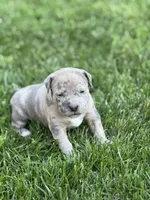 Marley, a female American Staffordshire Terrier for sale in Atco, NJ – 1 of 5