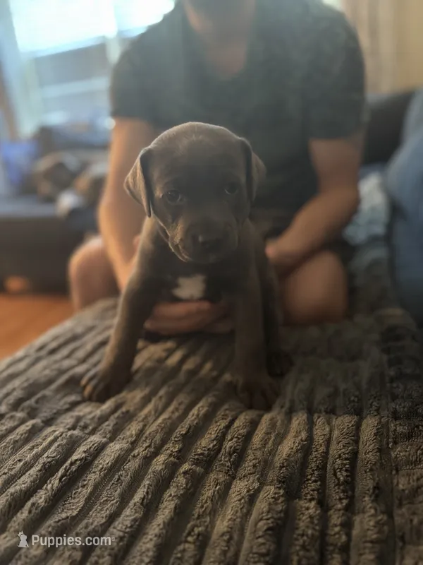 Ivy – American Staffordshire Terrier, American Bully puppy for sale in Atco, NJ