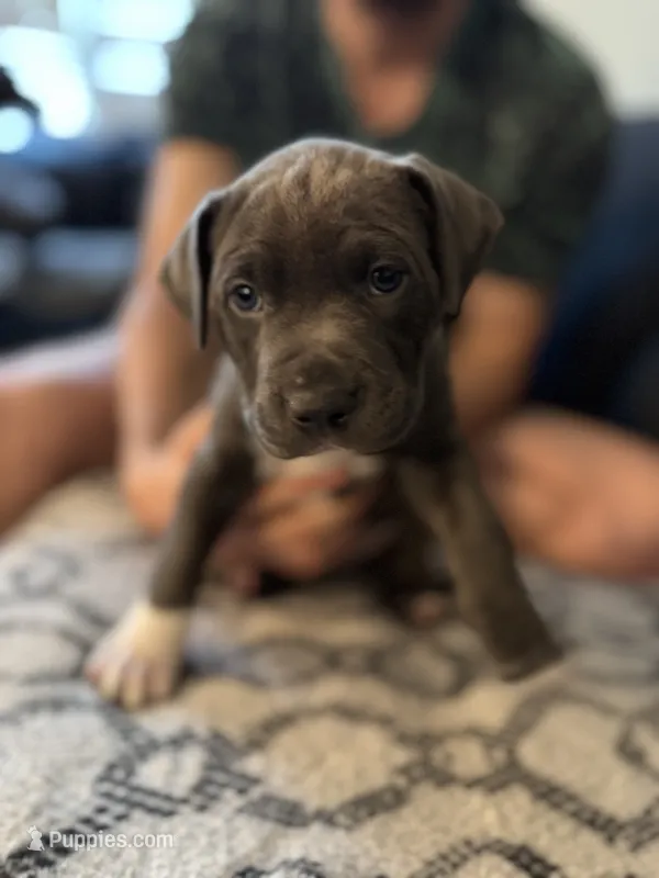 Juju – American Staffordshire Terrier, American Bully puppy for sale in Atco, NJ