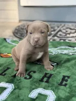 Clementine, a female American Staffordshire Terrier for sale in Atco, NJ – 1 of 6