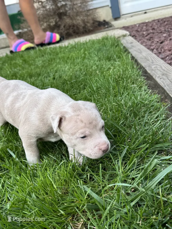 Porkchop – American Staffordshire Terrier puppy for sale in Atco, NJ
