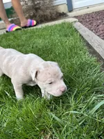Porkchop, a female American Staffordshire Terrier for sale in Atco, NJ – 1 of 6