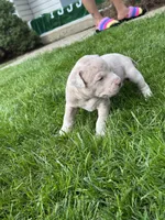 Porkchop, a female American Staffordshire Terrier for sale in Atco, NJ – 2 of 6