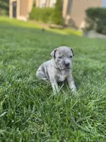Marley, a female American Staffordshire Terrier for sale in Atco, NJ – 2 of 5