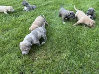 Junior, a male American Staffordshire Terrier for sale in Atco, NJ – 3 of 5