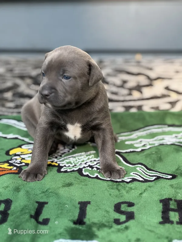 Ivy – American Staffordshire Terrier puppy for sale in Atco, NJ