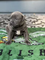 Ivy, a female American Staffordshire Terrier for sale in Atco, NJ – 1 of 5