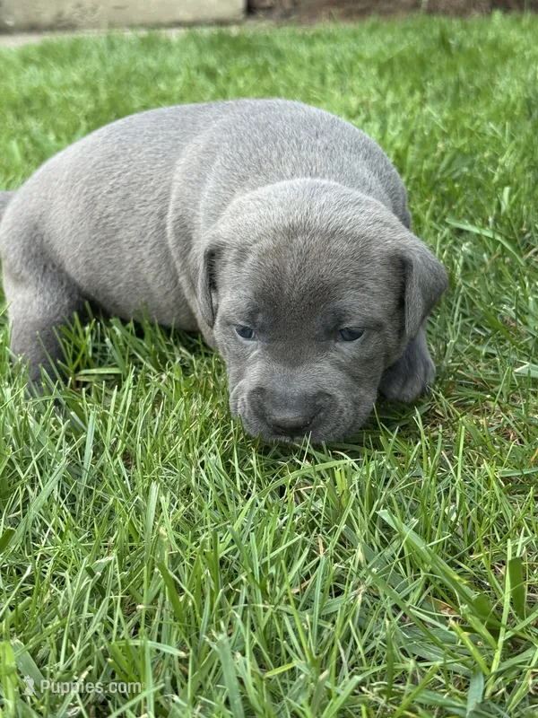 Josephine – American Staffordshire Terrier puppy for sale in Atco, NJ