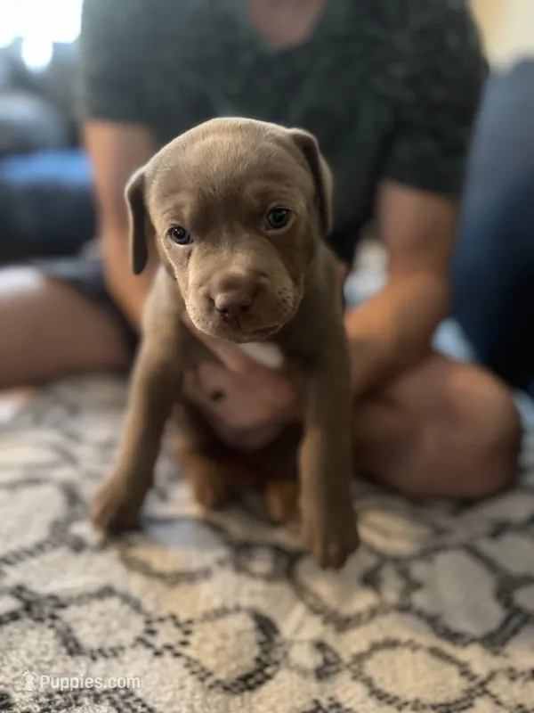 Lola – American Staffordshire Terrier, American Bully puppy on hold in Atco, NJ