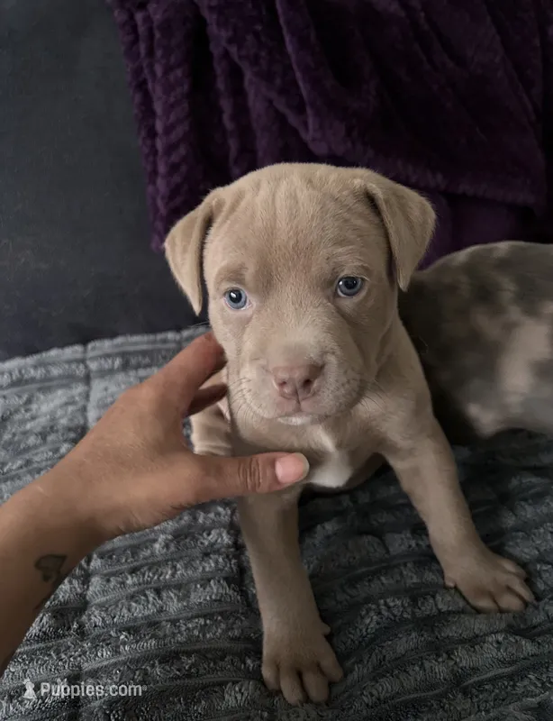 Clementine – American Staffordshire Terrier, American Bully puppy for sale in Atco, NJ