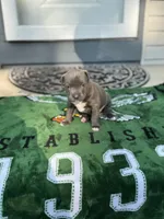 Blu, a female American Staffordshire Terrier for sale in Atco, NJ – 2 of 5