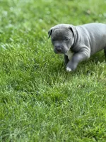 Blu, a female American Staffordshire Terrier for sale in Atco, NJ – 3 of 5