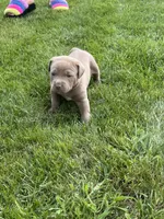 Clementine, a female American Staffordshire Terrier for sale in Atco, NJ – 3 of 6