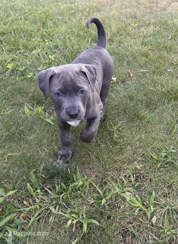 Blu – American Staffordshire Terrier, American Bully puppy for sale in Atco, NJ