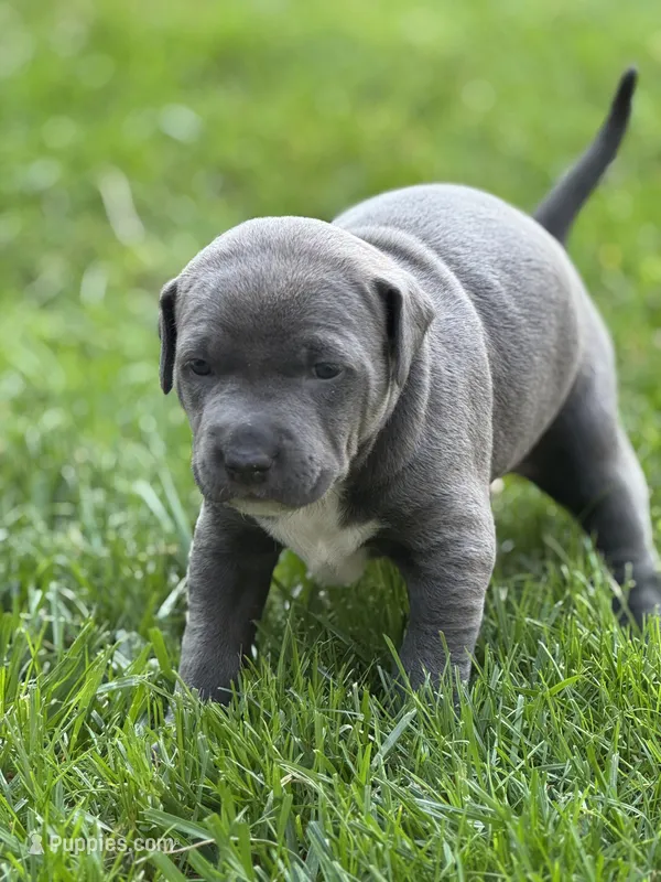 Blu – American Staffordshire Terrier puppy for sale in Atco, NJ