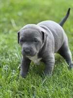 Blu, a female American Staffordshire Terrier for sale in Atco, NJ – 1 of 5