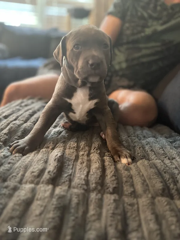 Blu – American Staffordshire Terrier, American Bully puppy for sale in Atco, NJ