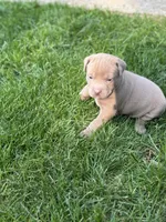 Lola, a female American Staffordshire Terrier for sale in Atco, NJ – 3 of 5