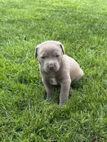 Clementine, a female American Staffordshire Terrier for sale in Atco, NJ – 2 of 6