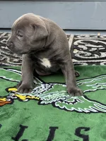 Josephine, a female American Staffordshire Terrier for sale in Atco, NJ – 3 of 5