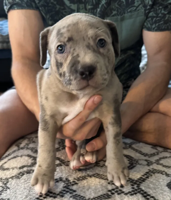 Marley – American Staffordshire Terrier, American Bully puppy for sale in Atco, NJ