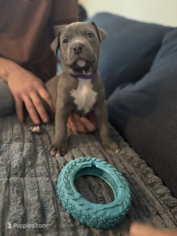 Josephine – American Staffordshire Terrier puppy for sale in Atco, NJ
