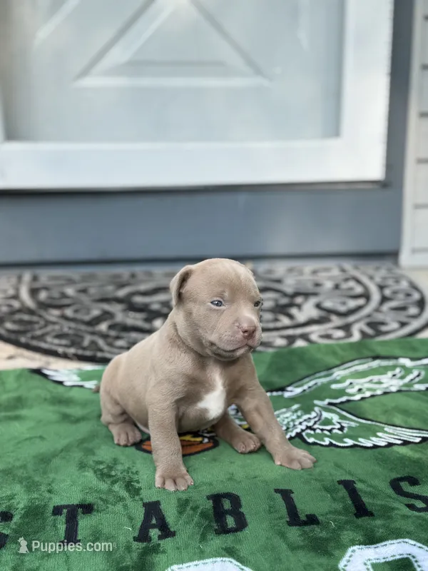 Lola – American Staffordshire Terrier puppy for sale in Atco, NJ