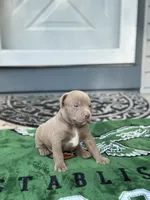 Lola, a female American Staffordshire Terrier for sale in Atco, NJ – 1 of 5