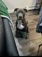 Blu, a female American Staffordshire Terrier for sale in Atco, NJ – 4 of 5