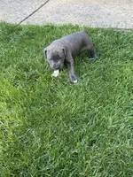 Junior, a male American Staffordshire Terrier for sale in Atco, NJ – 2 of 5