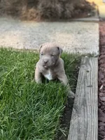 Lola, a female American Staffordshire Terrier for sale in Atco, NJ – 2 of 5