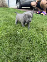 Josephine, a female American Staffordshire Terrier for sale in Atco, NJ – 2 of 5