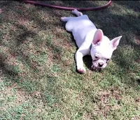 Uno , a male French Bulldog for sale in Bakersfield, CA – 3 of 10