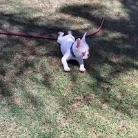 Uno , a male French Bulldog for sale in Bakersfield, CA – 6 of 10