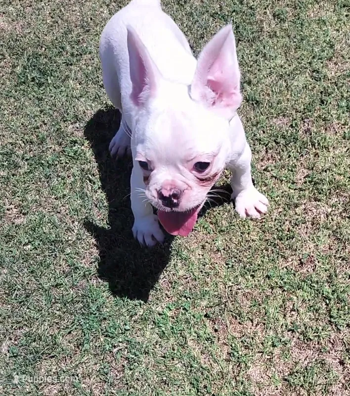 Uno  – French Bulldog puppy for sale in Bakersfield, CA