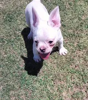 Uno , a male French Bulldog for sale in Bakersfield, CA – 1 of 10